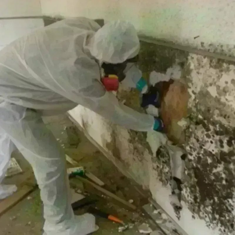 Mold Remediation and Removal in Dennison, OH